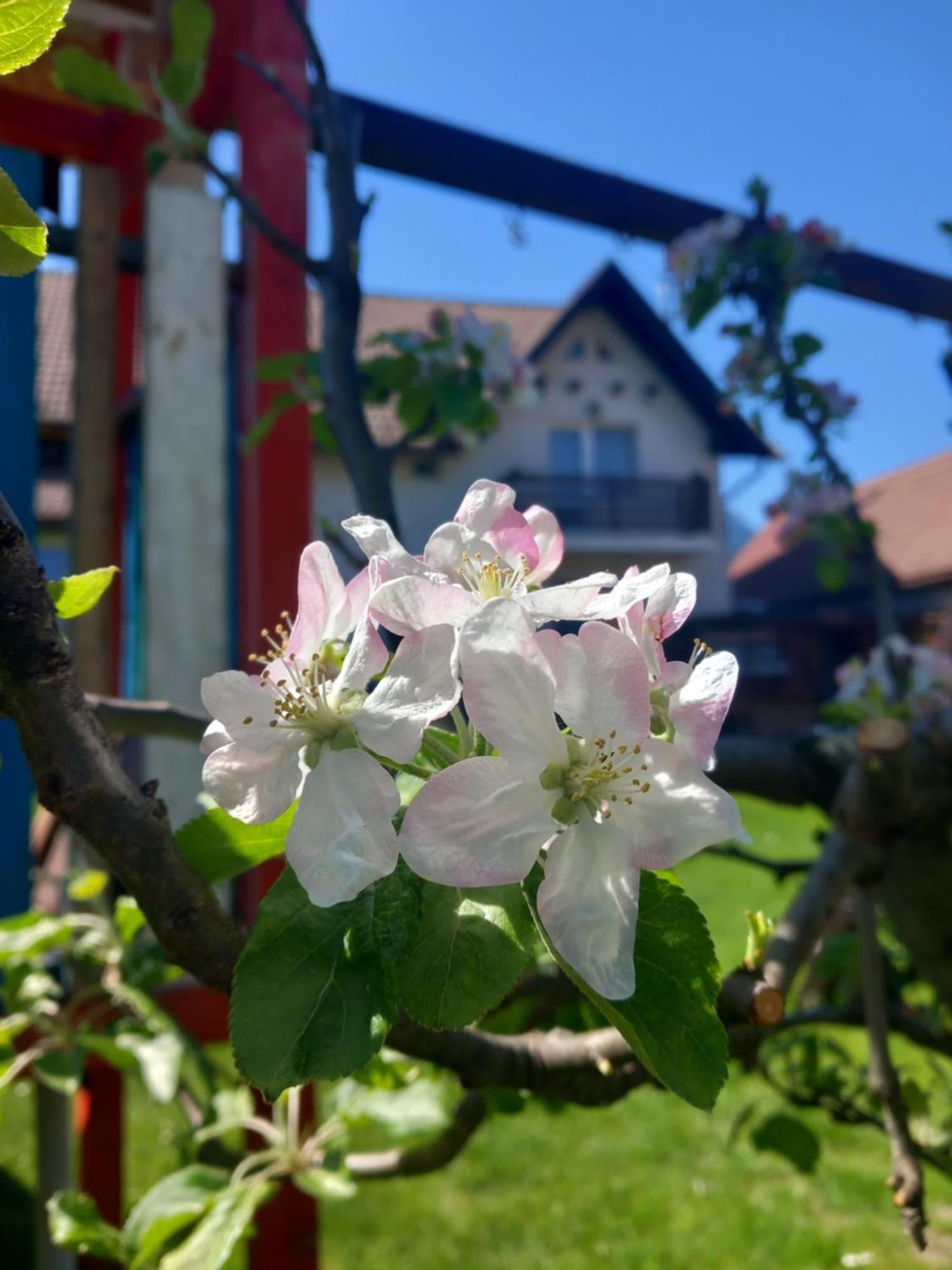 Apartament Edelweiss Ilinca Zărneşti Zewnętrze zdjęcie