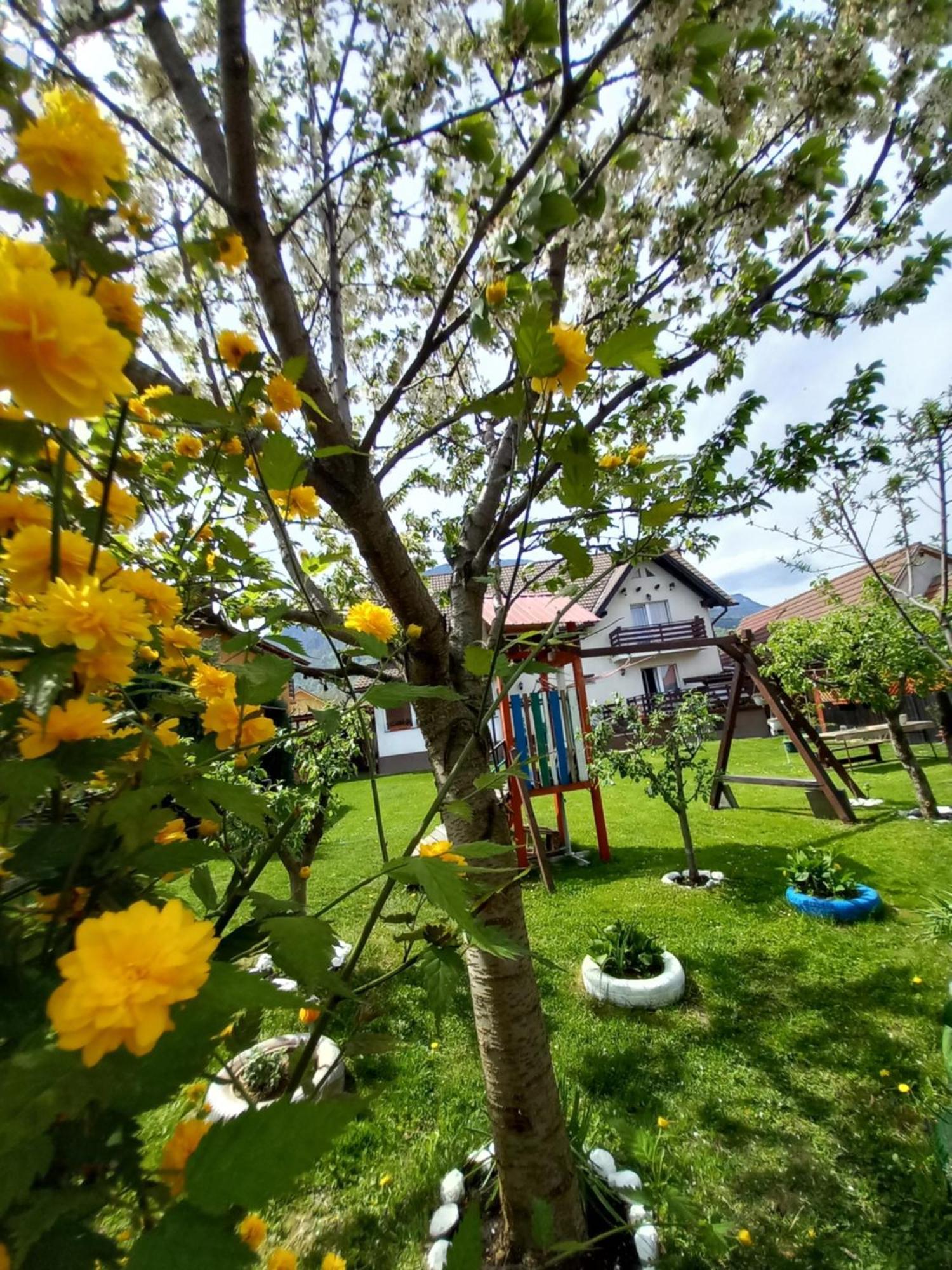 Apartament Edelweiss Ilinca Zărneşti Zewnętrze zdjęcie